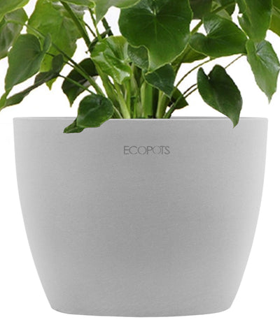 Philodendron Selloum