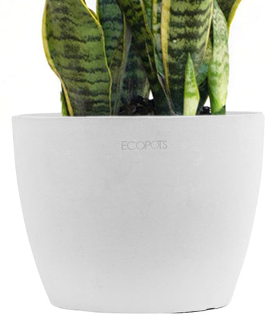 Sansevieria Snake Plant