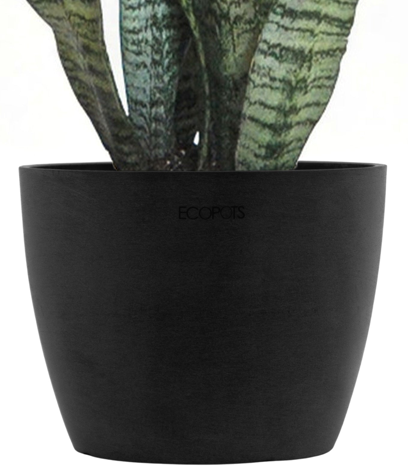 Sansevieria Snake Plant